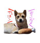 柴犬もかもこ2017（個別スタンプ：6）