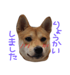 柴犬もかもこ2017（個別スタンプ：8）