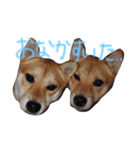 柴犬もかもこ2017（個別スタンプ：9）