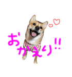 柴犬もかもこ2017（個別スタンプ：10）