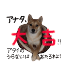 柴犬もかもこ2017（個別スタンプ：11）