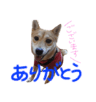 柴犬もかもこ2017（個別スタンプ：12）
