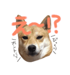 柴犬もかもこ2017（個別スタンプ：13）