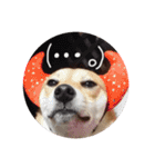 柴犬もかもこ2017（個別スタンプ：14）