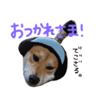 柴犬もかもこ2017（個別スタンプ：15）