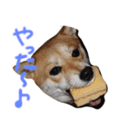 柴犬もかもこ2017（個別スタンプ：16）
