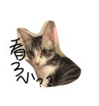 Weary cat adults（個別スタンプ：1）