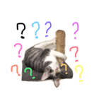 Weary cat adults（個別スタンプ：3）