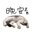 Weary cat adults（個別スタンプ：4）