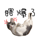 Weary cat adults（個別スタンプ：5）
