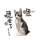 Weary cat adults（個別スタンプ：7）