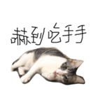 Weary cat adults（個別スタンプ：8）
