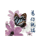 B＆Y 蝶と花からの挨拶-日常会話（個別スタンプ：3）