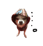 チワワdog Chihuahua写真スタンプ（個別スタンプ：1）