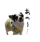 チワワdog Chihuahua写真スタンプ（個別スタンプ：2）