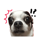 チワワdog Chihuahua写真スタンプ（個別スタンプ：3）