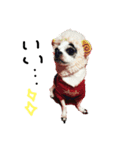 チワワdog Chihuahua写真スタンプ（個別スタンプ：4）