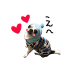 チワワdog Chihuahua写真スタンプ（個別スタンプ：5）