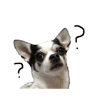 チワワdog Chihuahua写真スタンプ（個別スタンプ：6）