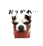 チワワdog Chihuahua写真スタンプ（個別スタンプ：7）