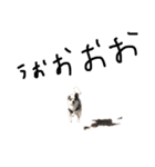 チワワdog Chihuahua写真スタンプ（個別スタンプ：8）