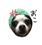 チワワdog Chihuahua写真スタンプ（個別スタンプ：10）