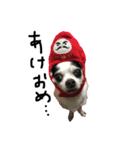 チワワdog Chihuahua写真スタンプ（個別スタンプ：11）