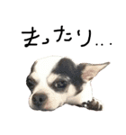 チワワdog Chihuahua写真スタンプ（個別スタンプ：13）