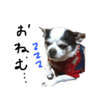 チワワdog Chihuahua写真スタンプ（個別スタンプ：14）