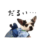 チワワdog Chihuahua写真スタンプ（個別スタンプ：15）