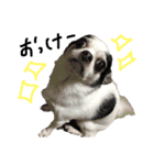 チワワdog Chihuahua写真スタンプ（個別スタンプ：16）