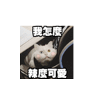 Meow's talk（個別スタンプ：1）
