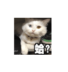Meow's talk（個別スタンプ：2）