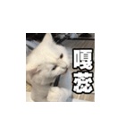 Meow's talk（個別スタンプ：3）