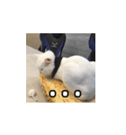 Meow's talk（個別スタンプ：4）