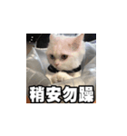 Meow's talk（個別スタンプ：5）
