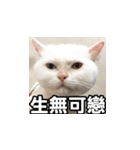 Meow's talk（個別スタンプ：8）