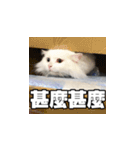Meow's talk（個別スタンプ：9）
