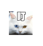 Meow's talk（個別スタンプ：10）