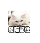 Meow's talk（個別スタンプ：12）