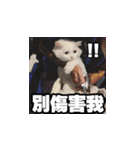 Meow's talk（個別スタンプ：13）