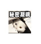 Meow's talk（個別スタンプ：14）