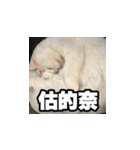 Meow's talk（個別スタンプ：15）