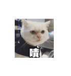 Meow's talk（個別スタンプ：16）