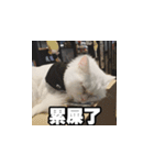 Meow's talk（個別スタンプ：17）