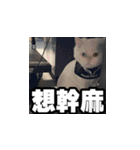 Meow's talk（個別スタンプ：18）