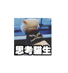 Meow's talk（個別スタンプ：19）