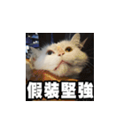 Meow's talk（個別スタンプ：21）