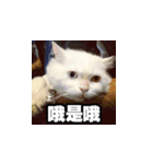 Meow's talk（個別スタンプ：22）