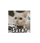 Meow's talk（個別スタンプ：23）